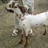 Барбари порода коз (Barbary)