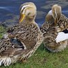 Башкирские цветные утки (Bashkir colored ducks)