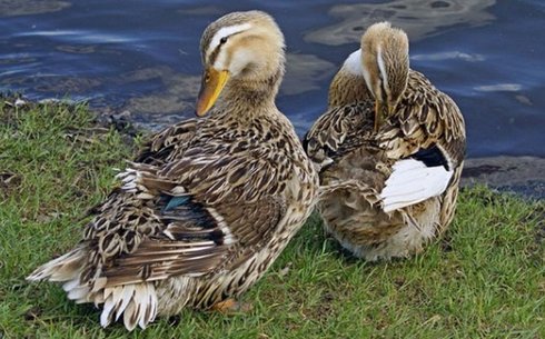 Башқұрт түрлі түсті үйректері (Bashkir colored ducks)