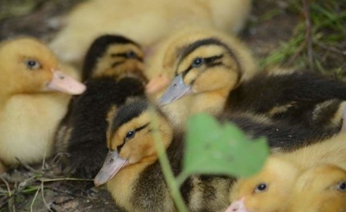 Bashkir colored ducks