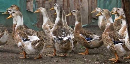 Bashkir colored ducks2