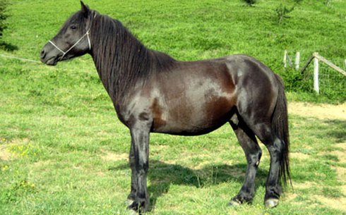 Баск пониі (Потток) (Basque pony)