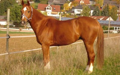 Баварская теплокровная (Роттальская) (Bavarian Warmblood)