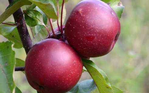 Яблоня сорт Байя Мариса