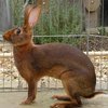 Бельгиялық қоян (Belgian hare)