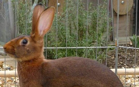 Бельгиялық қоян (Belgian hare)