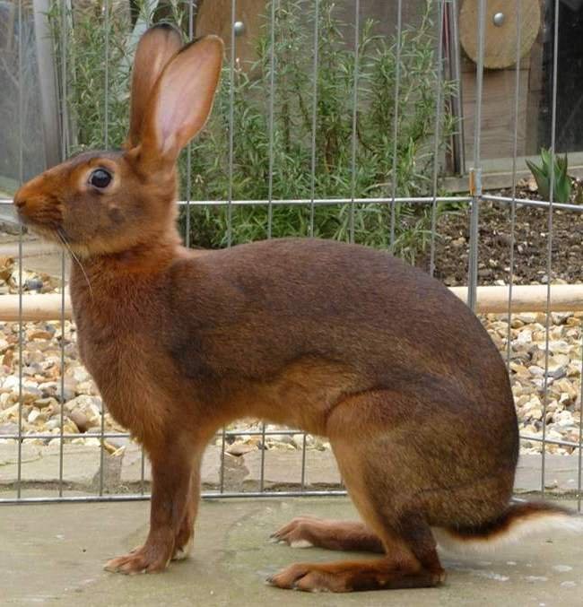 Belgian hare