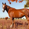 Бельгийская теплокровная (Belgisch Warmbloed horse)