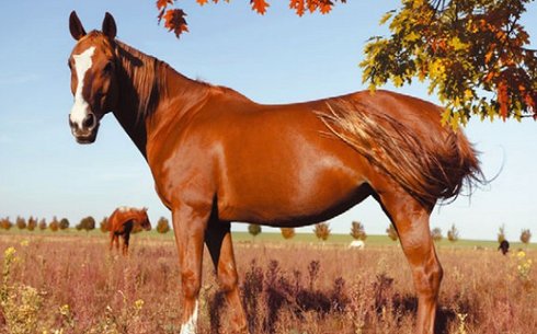 Бельгиялық жылы қанды (Belgisch Warmbloed horse)