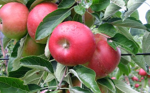 Яблоня сорт Беллида (Bellida)