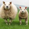 Белтекс порода овец (Beltex)