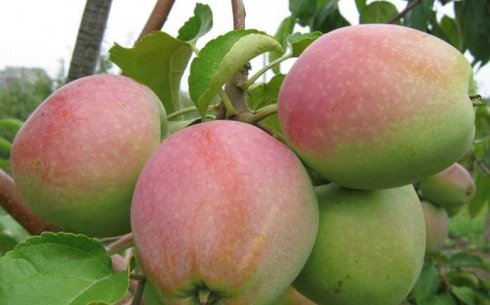 Яблоня сорт Белый Синап