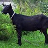 Қара бенгал ешкі тұқымы (Black Bengal)