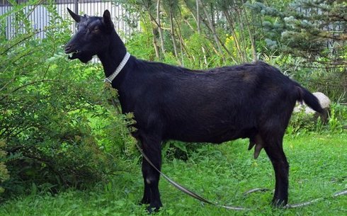 Қара бенгал ешкі тұқымы (Black Bengal)