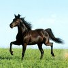 Қара теңіз жылқы тұқымы (Оңтүстік орыс мініс жылқысы) (Black Sea breed)