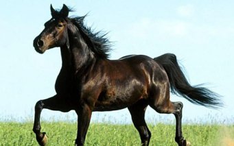 Черноморская порода (Южнорусская верховая) (Black Sea breed)