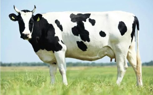 Черно-пестрая порода (Holstein-Friesian)
