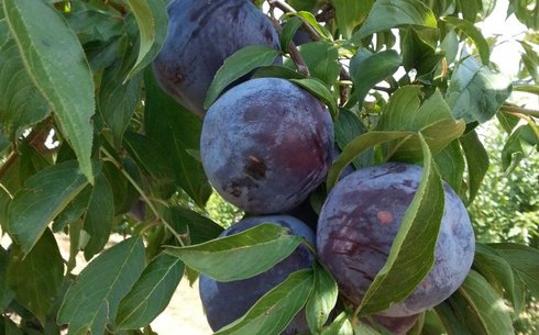 Слива сорт Блек Голд