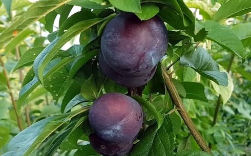 Слива сорт Блю Кармен