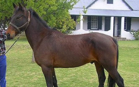 Бурский пони (Boer pony)