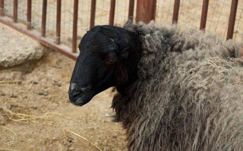 Боререй қой тұқымы (Borerey breed of sheep)