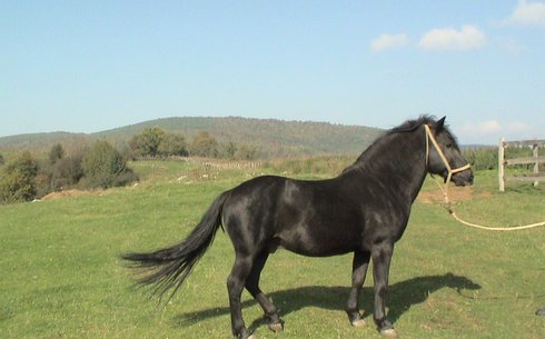 Босниялық пони (Bosnian pony)