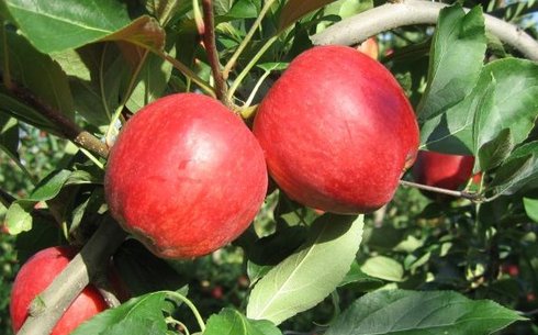 Яблоня сорт Бребурн Ред Филд