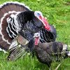 Канадалық кең кеуделі (Broad Breasted turkey)