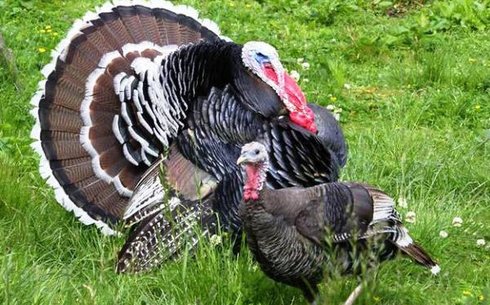 Канадалық кең кеуделі (Broad Breasted turkey)