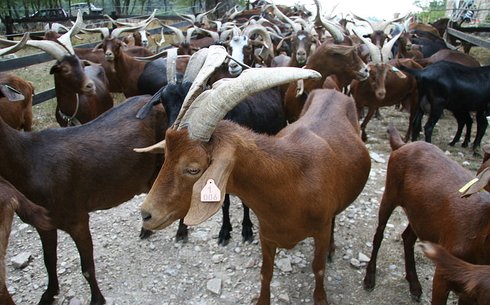 Кезеген ешкілер (Stray goats)