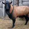 Чешская бурая короткошерстная порода коз(Brown Shorthaired Goat)