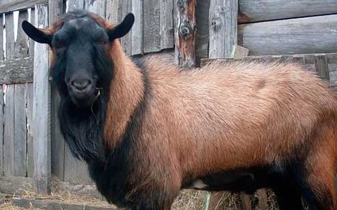 Чех қоңыр қысқа жүнді ешкі тұқымы (Brown Shorthaired Goat)