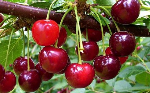 Вишня сорт Брусницына