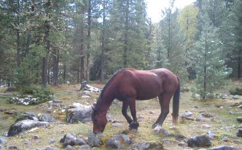 Бурят тұқымы (Buryat breed)