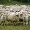 Буубэй қой тұқымы (Buubei sheep breed)