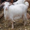 Карпат ешкі тұқымы (Carpathian Goats)