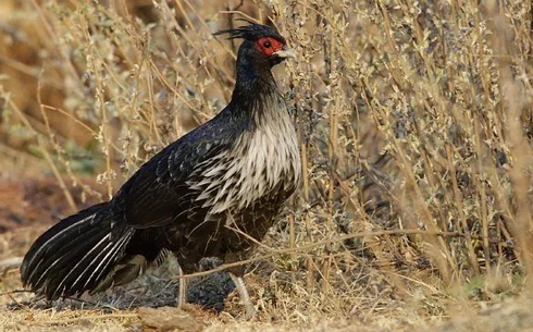 Гималайский фазан (Catreus wallichii)