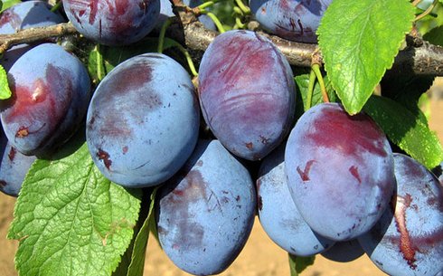 Слива сорт Чачакская Красавица