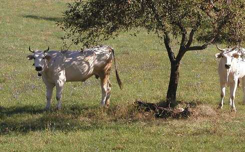 Кианская (Chianina)