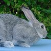 Американдық шиншилла (Chinchilla American rabbit)