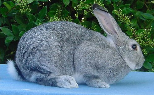 Шиншилла Американская (Chinchilla American rabbit)