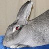 Шиншилла Гигантская (Chinchilla Giant)