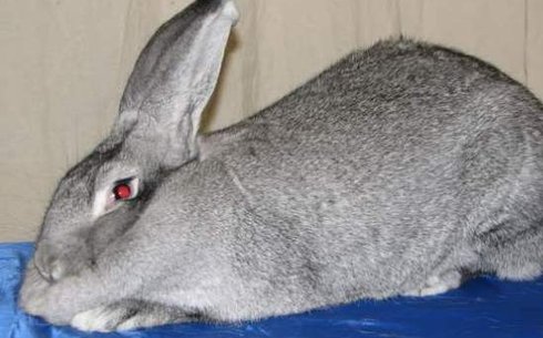 Алып шиншилла (Chinchilla Giant)