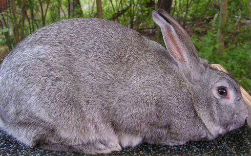 Шиншилла Стандартная (Chinchilla Standard)