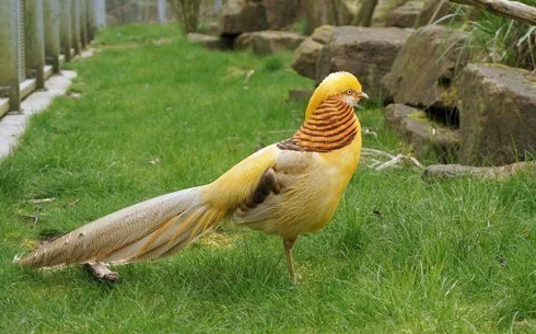 Желтый фазан (Chrysolophus pictus)