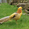 Желтый фазан (Chrysolophus pictus)