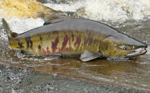 Кета (Chum salmon)