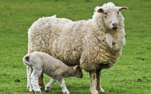 Цигайская порода овец (Tsigai breed)
