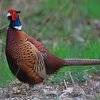 Обыкновенный фазан (Common pheasant)