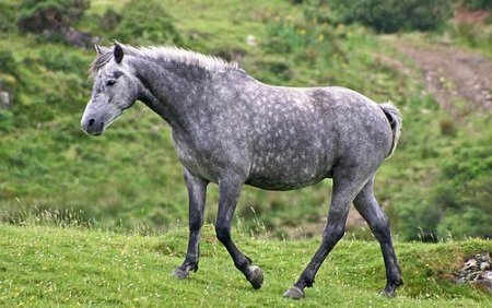 Коннемара (Connemara)